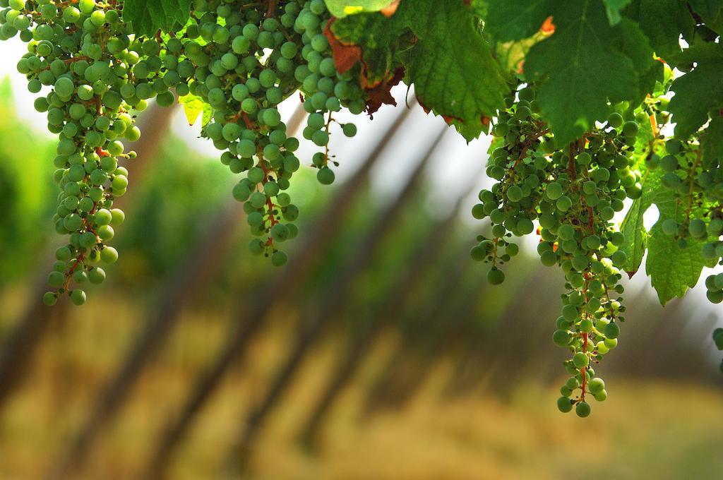 B&B Camignone Franciacorta Passirano Dış mekan fotoğraf